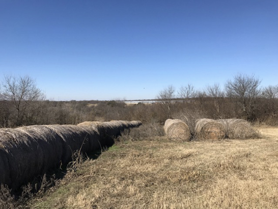 Bales of hay arranged in a line. To the side, there are three more bales of hay. In the background, the trees are brown and do not have leaves.